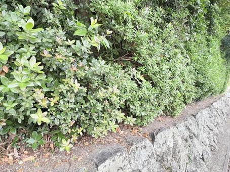 石垣沿いの緑の植栽 石垣沿いの緑の植栽 石垣,植栽,緑の写真素材