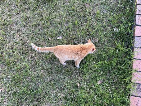 Stray cat seen from above, JPG