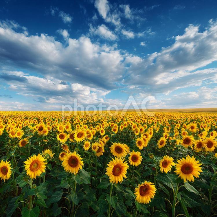 夏の喜びを伝えるひまわりの群れ ヒマワリ,花畑,夏の写真素材