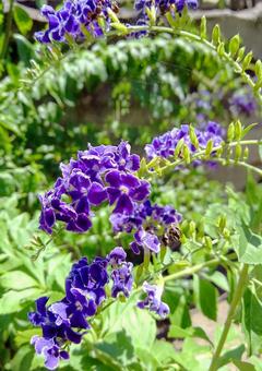 Photo, purple, duranta, flower, 