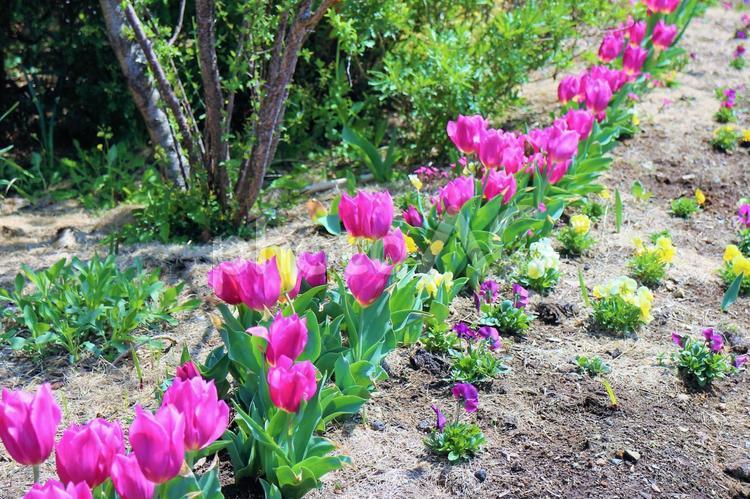 ちゅーりっぷ　一直線 チューリップ,赤い,ピンクの写真素材