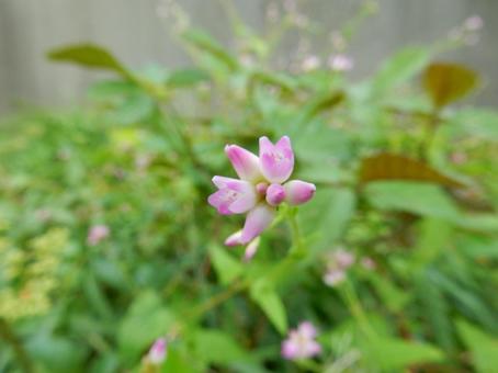 【花の写真】ミゾソバ（溝蕎麦）の写真