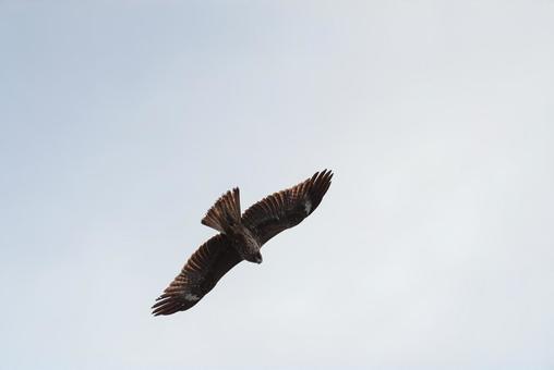 大空からこちらをじっと見つめるトビ 大空からこちらをじっと見つめるトビ トビ,野鳥,鳥の写真素材