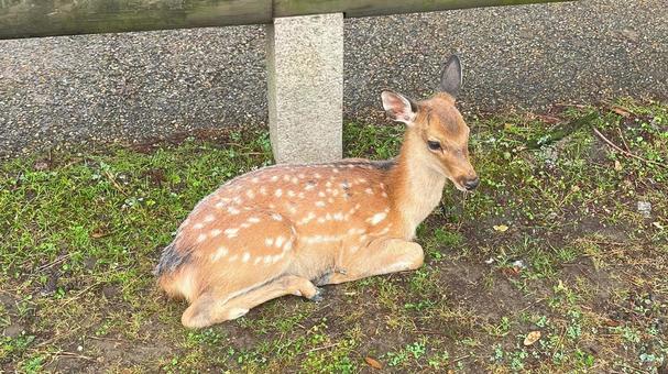 奈良の鹿 子鹿1 奈良の鹿 子鹿1 鹿,奈良,野生動物の写真素材