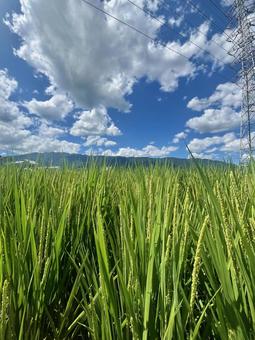 奈良ダイヤモンドトレイルが見える田圃道 奈良ダイヤモンドトレイルが見える田圃道の写真