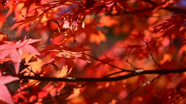 美しい紅葉 秋,絶景,グラデーションの写真素材