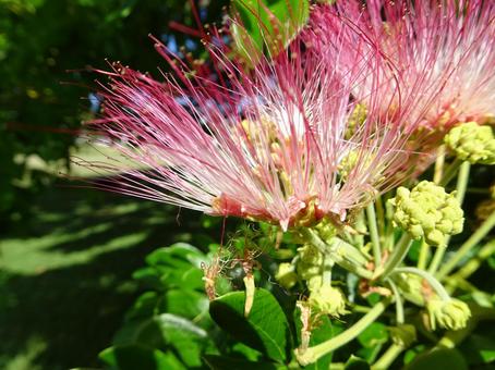 Hawaii 春,ピンク,ハワイの写真素材