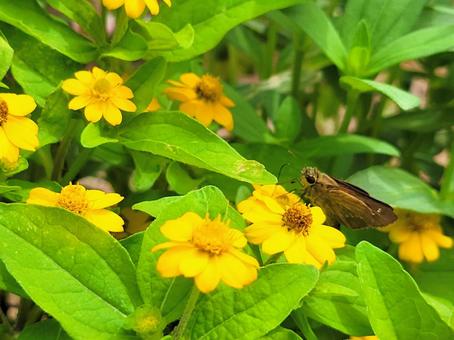 ひまわりに似た黄色くて小さい花 ガーデニング,花壇,黄色の写真素材