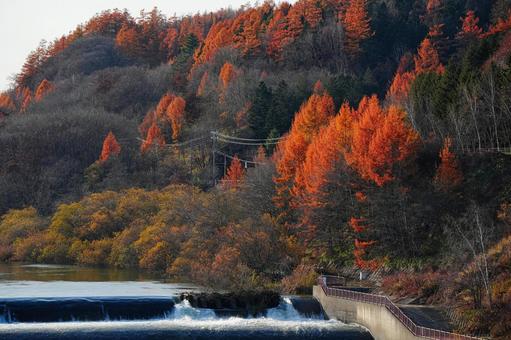 秋の北海道へ 季節,秋,紅葉の写真素材