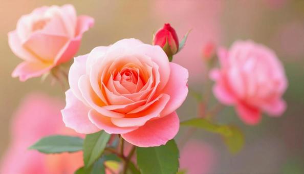秋の花 薔薇 ピンク色 秋の花 薔薇 ピンク色の写真