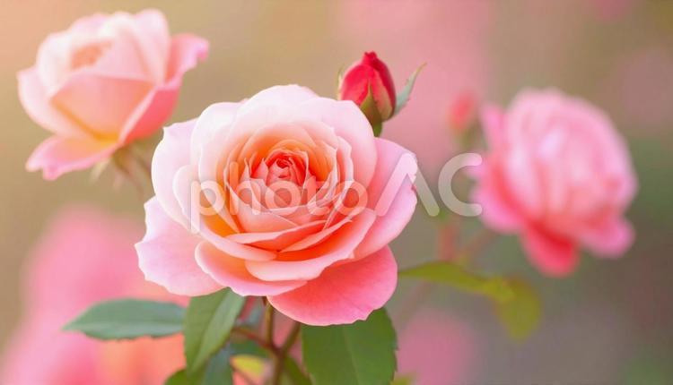 秋の花　薔薇　ピンク色 秋の花,薔薇,ピンク色の写真素材
