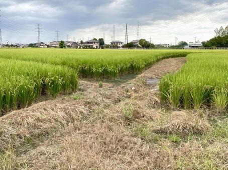 Rice, rice, ears of rice, rural scenery, rice field, JPG Rice, rice, ears of rice, rural scenery, rice field, JPG