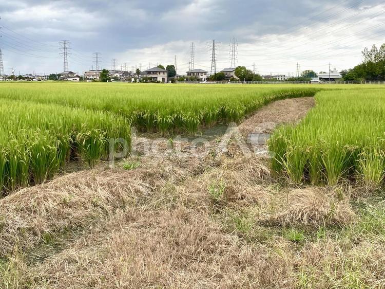 お米　稲　稲穂　田園風景　田んぼ お米,米,稲の写真素材