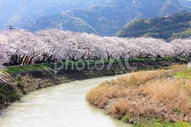 蛇行する川の流れと長く続く桜並木 桜,桜並木,満開の写真素材