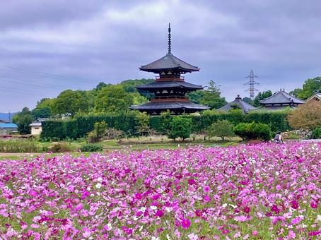 コスモス畑 コスモス,秋桜,秋の写真素材