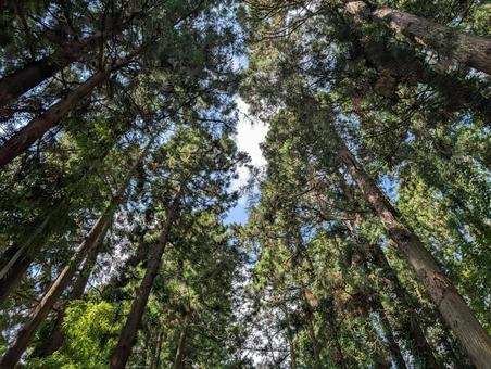Photo, wood, the trees, woods, 