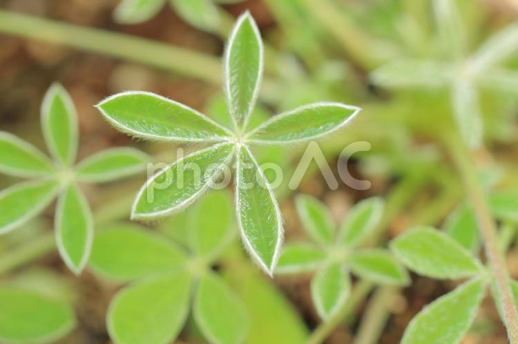 星形の植物 アップ,マクロ,植物の写真素材
