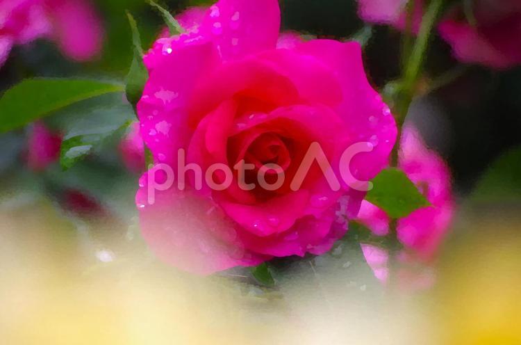 濡れた赤い薔薇 薔薇,rose,ばらの写真素材