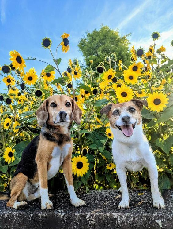 青空とひまわりとワンコ 犬,ビーグル,ジャックラッセルテリアの写真素材