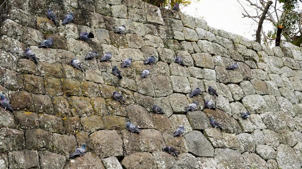 石垣の鳩 石垣の鳩 石垣,鳩,お城の写真素材
