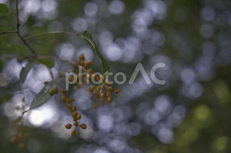 黄色い木の実 植物,実,葉の写真素材
