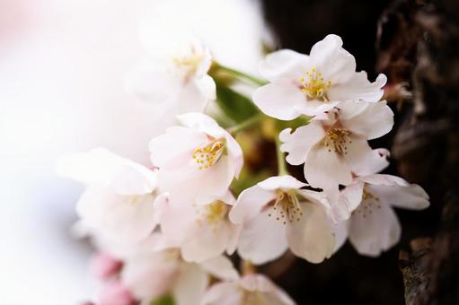 桜の木から直接生えた桜のクローズアップ 桜の木から直接生えた桜のクローズアップ 春,さくら,サクラの写真素材