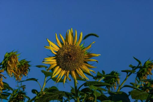 <風景>枯れ始めた秋のヒマワリ畑の景色 <風景>枯れ始めた秋のヒマワリ畑の景色の写真