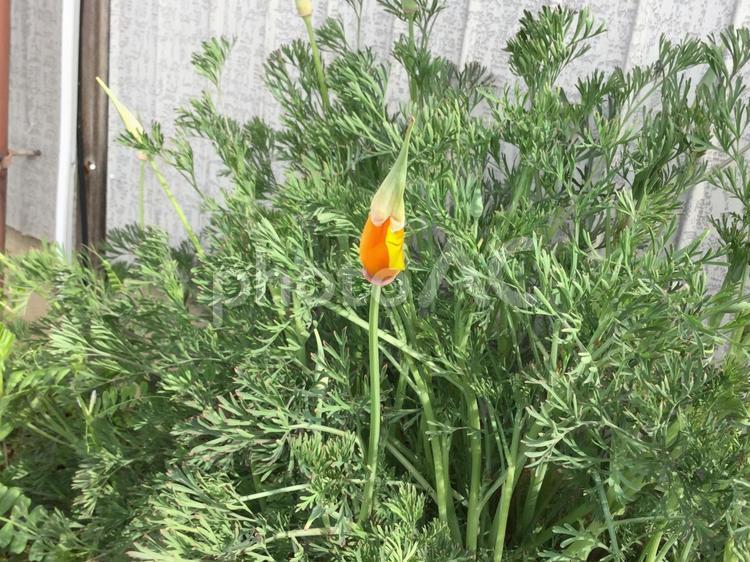 花　つぼみ　咲きそう 春,花菱草,はなびしそうの写真素材