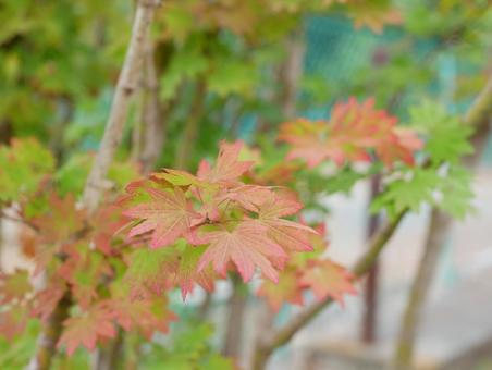 もみじ もみじの写真
