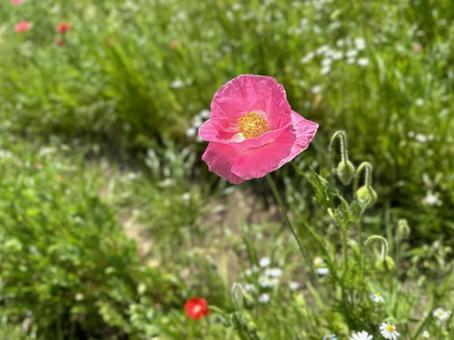 Photo, flower, plant, forest, 