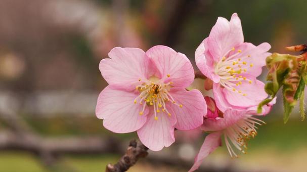 桜 桜の写真
