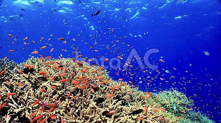 キンギョハナダイとデバスズメダイと珊瑚礁 キンギョハナダイ,デバスズメダイ,ハナダイの写真素材