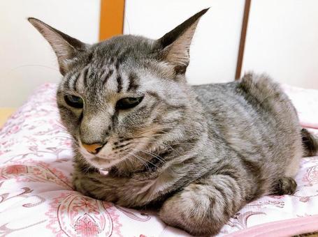 サバトラ猫 サバトラ猫 ねこ,猫,にゃんこの写真素材
