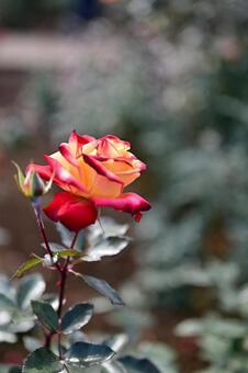 炎の微笑み 薔薇,植物,花の写真素材