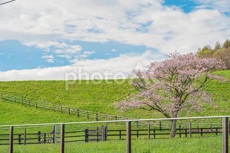北海道　浦河の春 北海道,hokkaido,観光地の写真素材