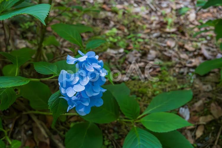 木陰に咲く鮮やかな青のアジサイ 紫陽花,青,花の写真素材