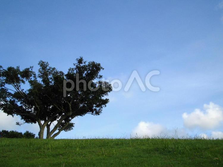 木のある風景 木,空,芝の写真素材