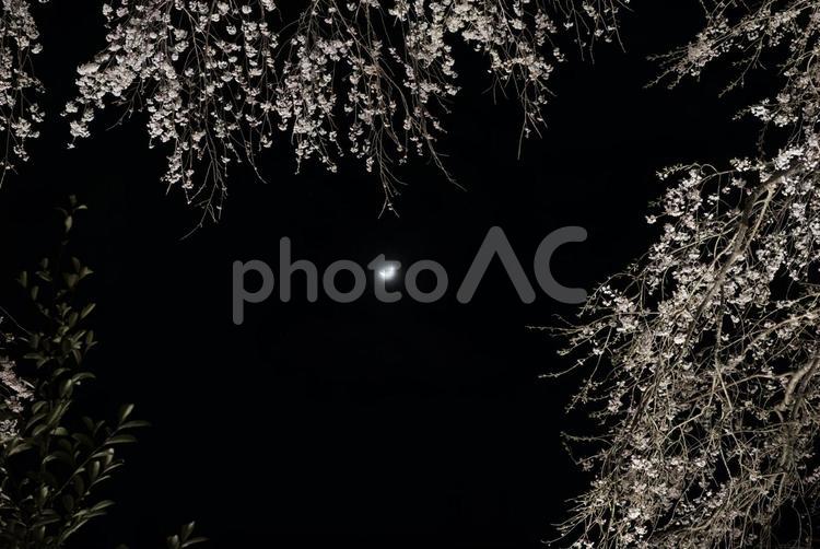 桜と三日月 桜,満開,夜の写真素材