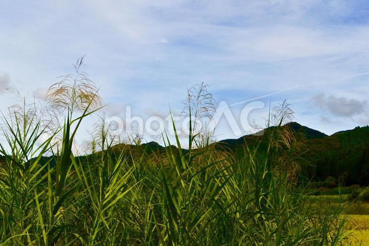 ススキと飛行機雲 ススキ,飛行機雲,田園の写真素材