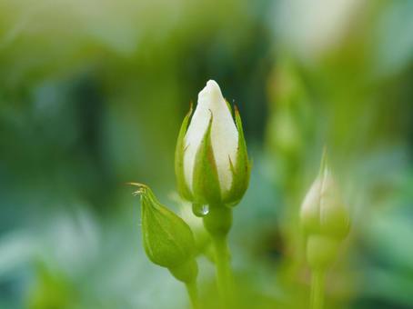 白いバラ　アイスバーグ　つぼみ④ バラ,薔薇,花の写真素材