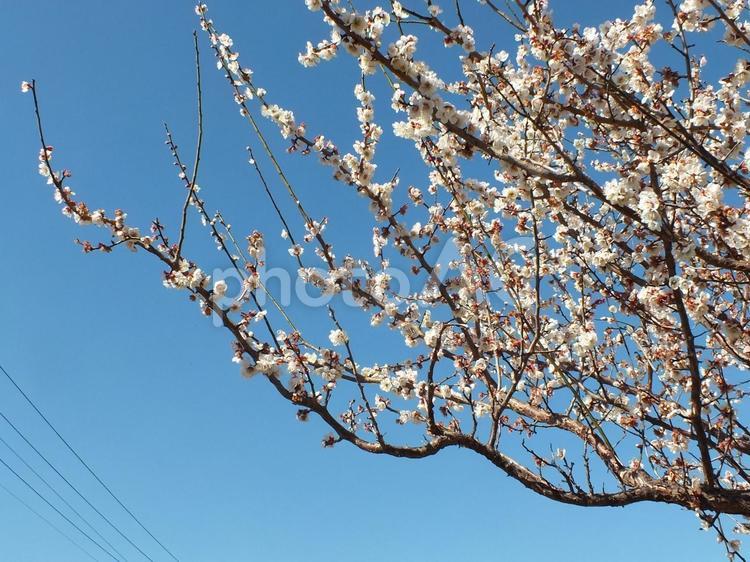 白梅の枝ぶり 梅,白,白梅の写真素材