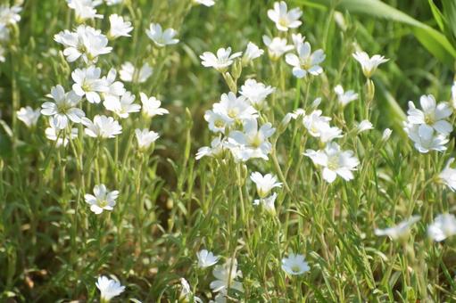 セイヨウミミナグサ　2025-1 ミミナグサ,植物,花の写真素材