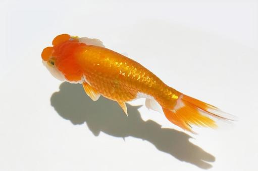 金魚 金魚の写真