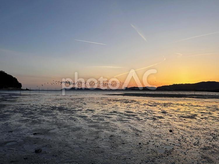 夕暮れ時の竹島の干潟とカモメのシルエット 夕焼け,夕暮れ,黄昏の写真素材