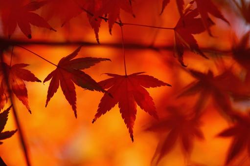 萌えの季節の写真