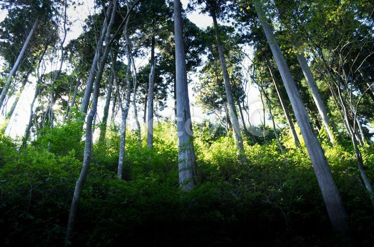 樹林 樹木,樹林,新緑の写真素材