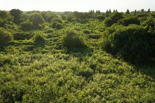 Photo, wood, trees, grass, 