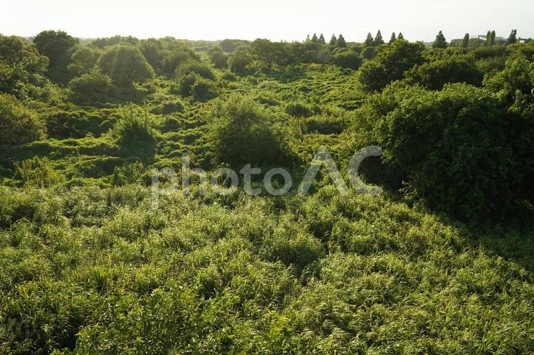 大利根橋より、茨城側の河川敷の緑 木,樹々,草の写真素材
