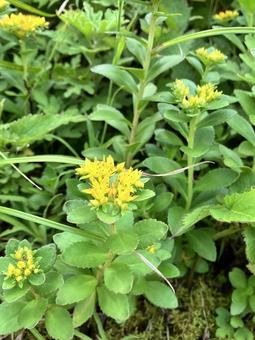 キリンソウ キリンソウ,麒麟草,山野草の写真素材