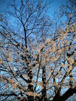 夜の桜 夜の桜の写真